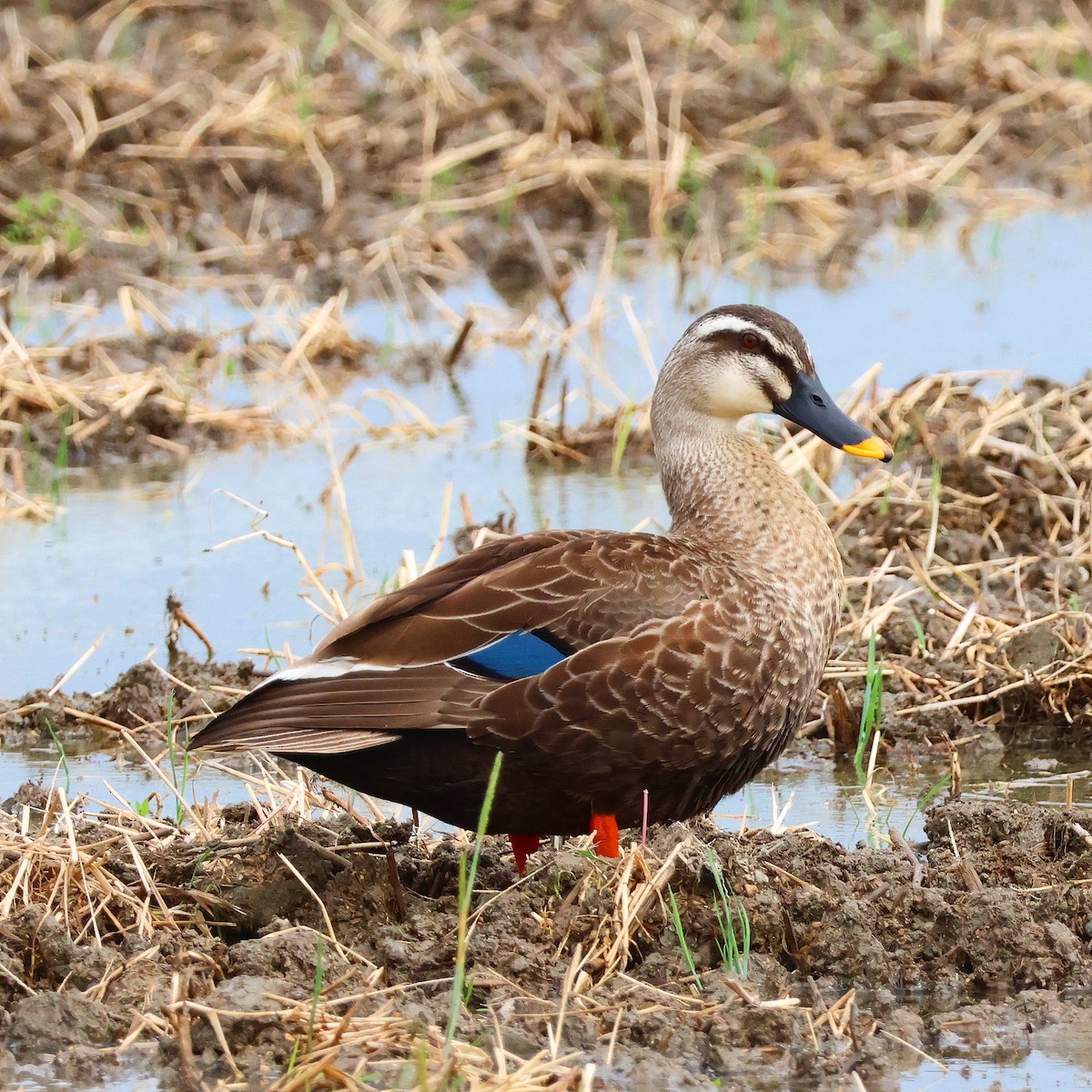 Eastern Spot-billed Duck - toyota matsutori