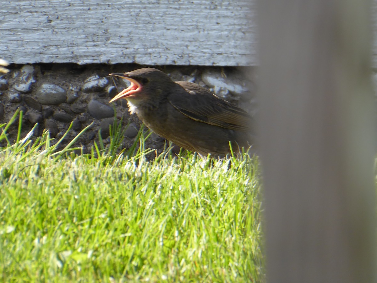 European Starling - M. Jordan