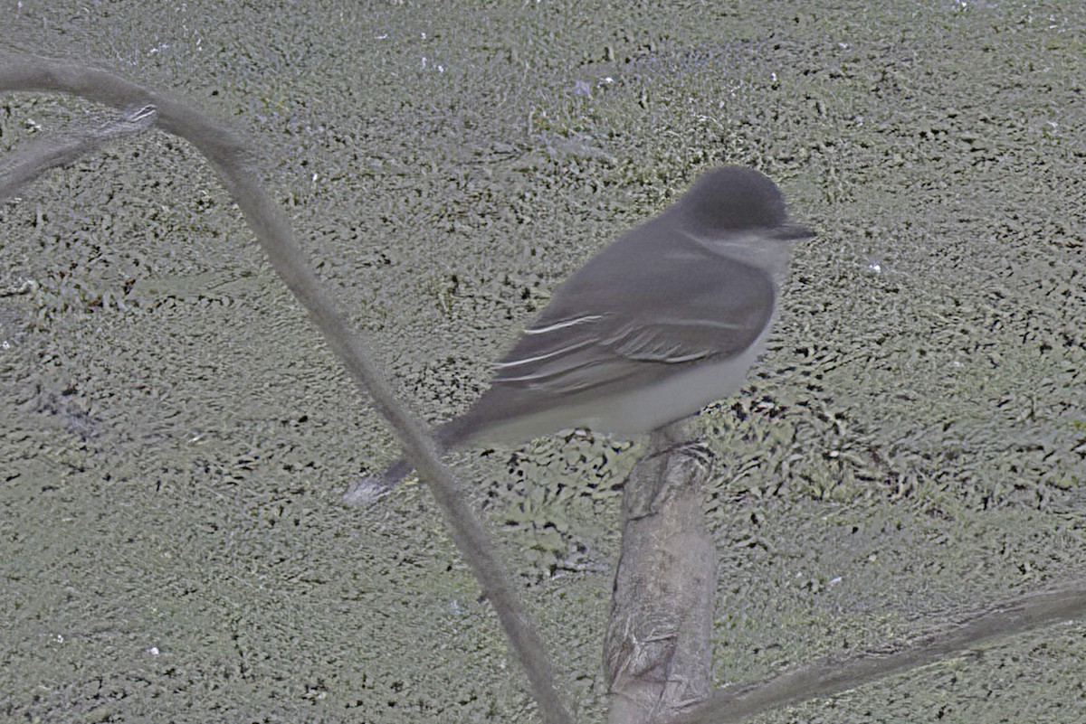 Eastern Kingbird - Jim Tonkinson