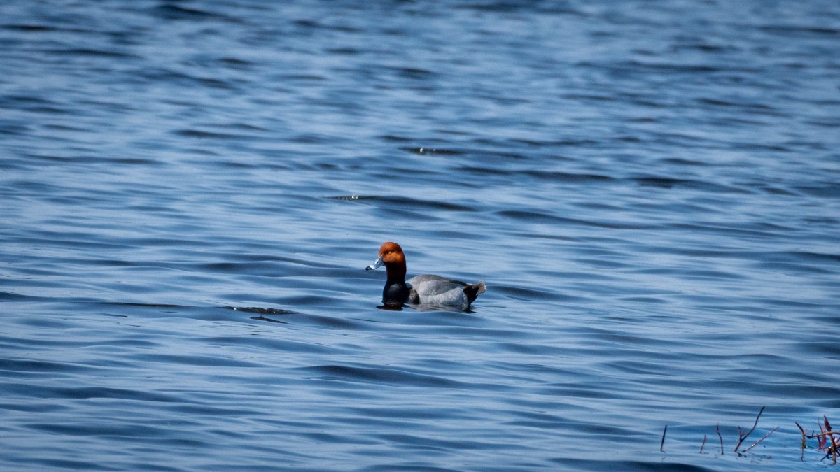 Redhead - Edward Lewis