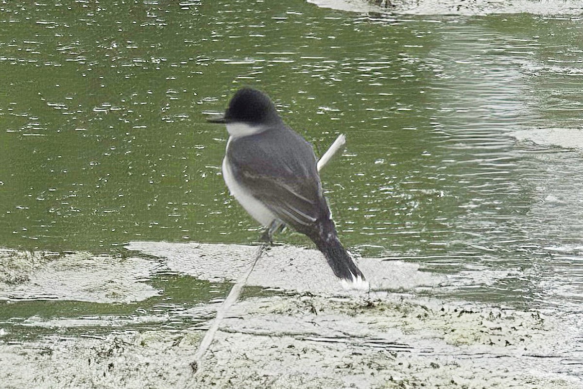 Eastern Kingbird - Jim Tonkinson