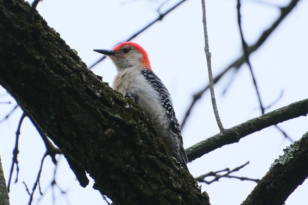 Red-bellied Woodpecker - Anita Gould