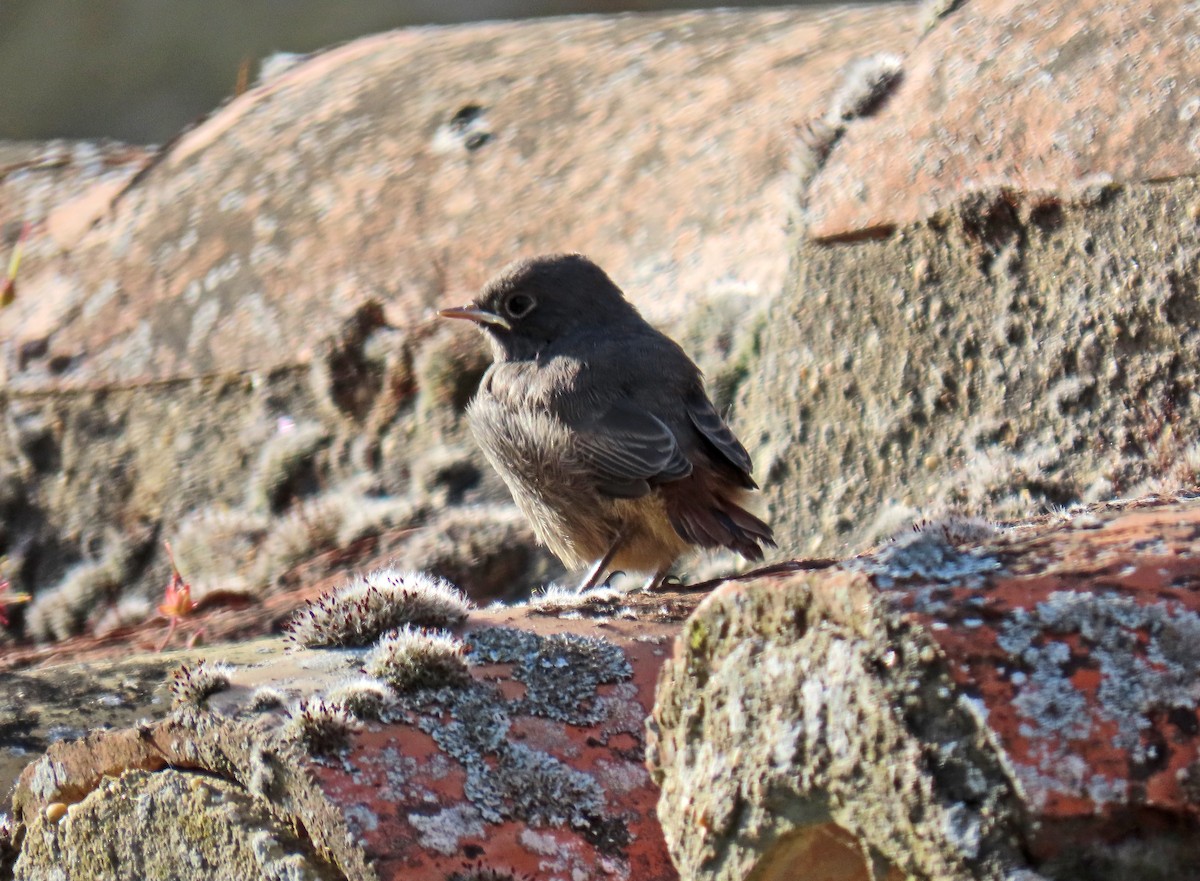 Black Redstart - ML619667206