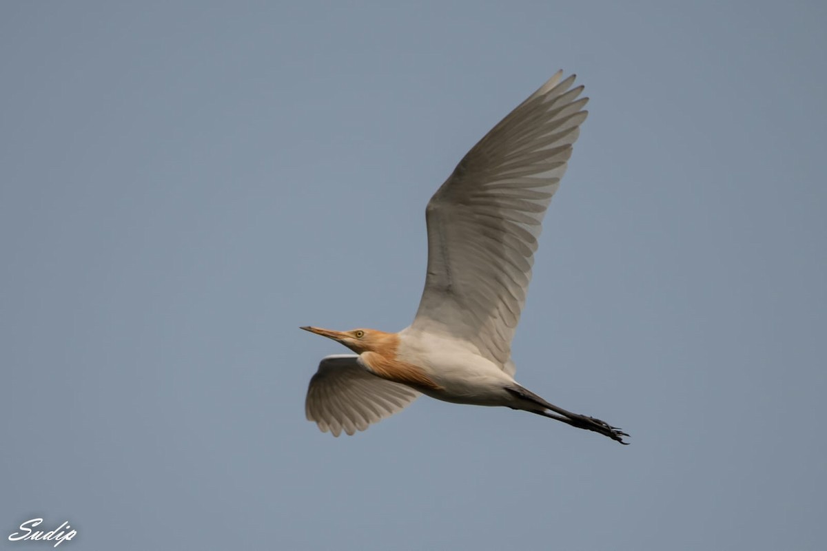 Eastern Cattle Egret - Sudip Ghosh