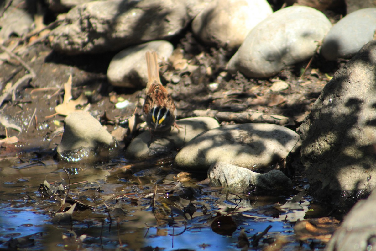 White-throated Sparrow - Alison Quammie