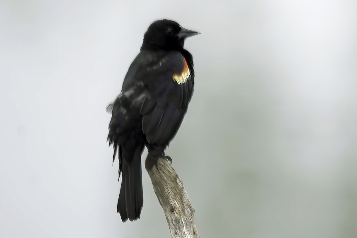 Red-winged Blackbird - Jim Tonkinson