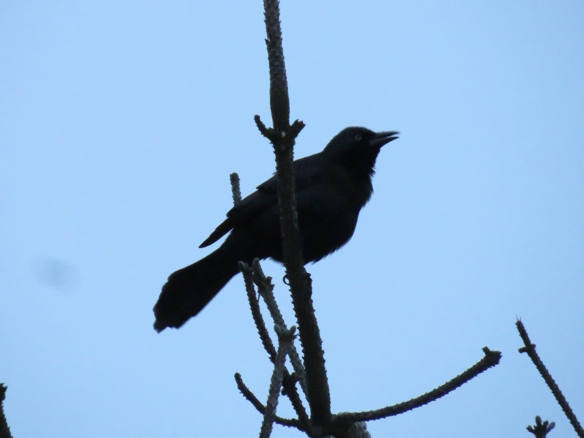 Boat-tailed Grackle - d w