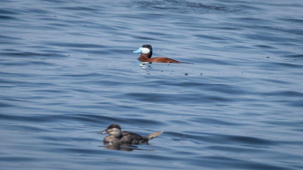 Ruddy Duck - Edward Lewis