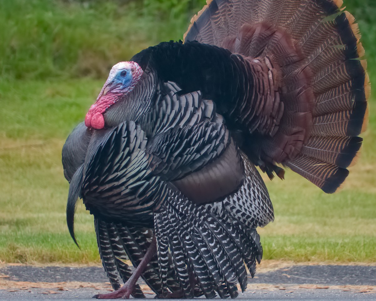 Wild Turkey - ML619667236