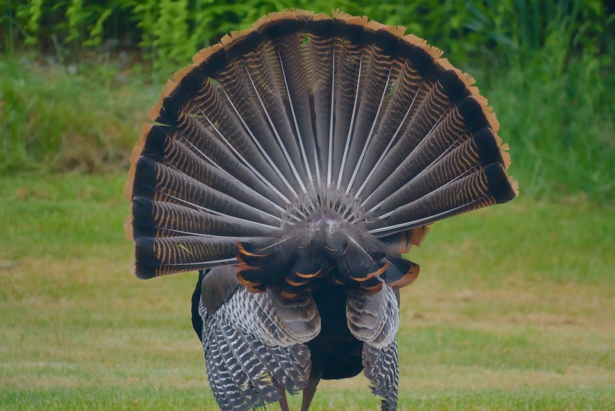 Wild Turkey - ML619667237