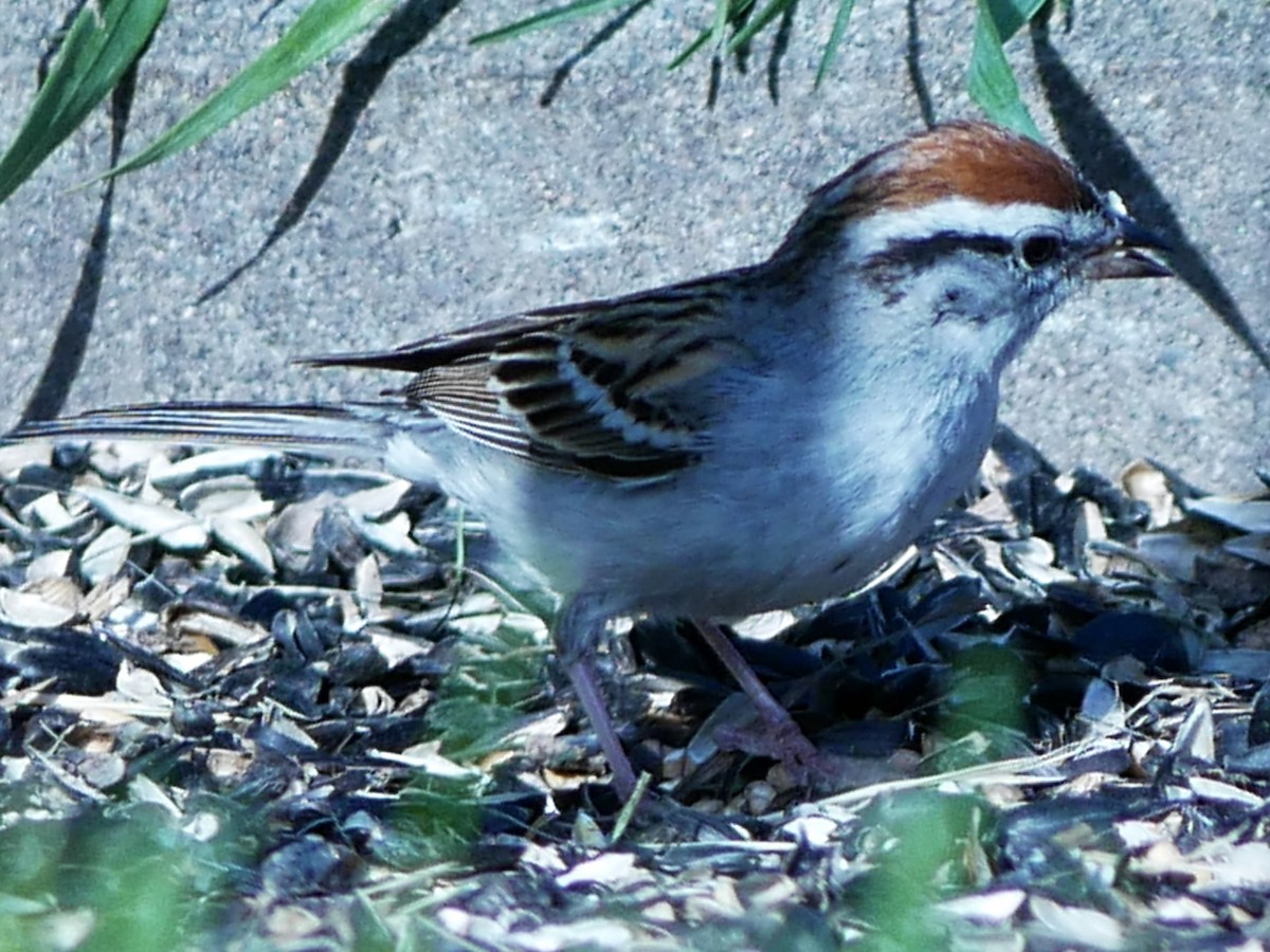 Chipping Sparrow - Gérard  Viens