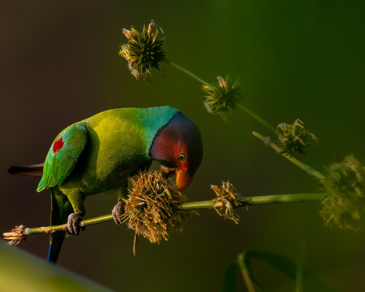 Plum-headed Parakeet - Sachin Kumar Bhagat