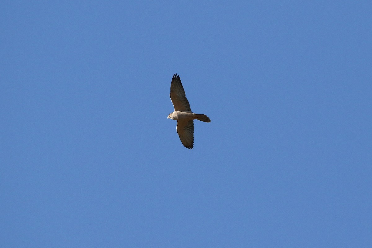 Lanner Falcon - Paul Lenrumé