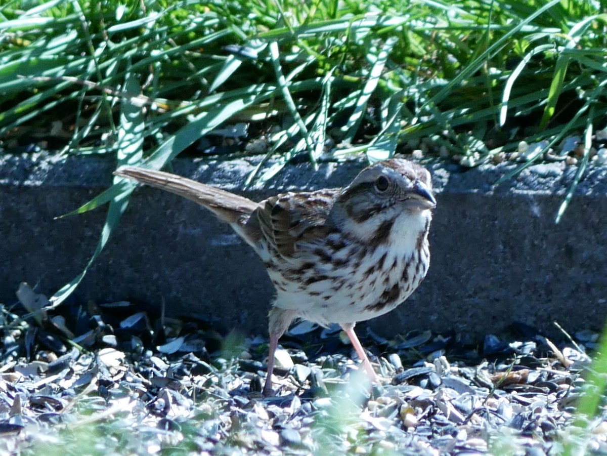 Song Sparrow - ML619667265