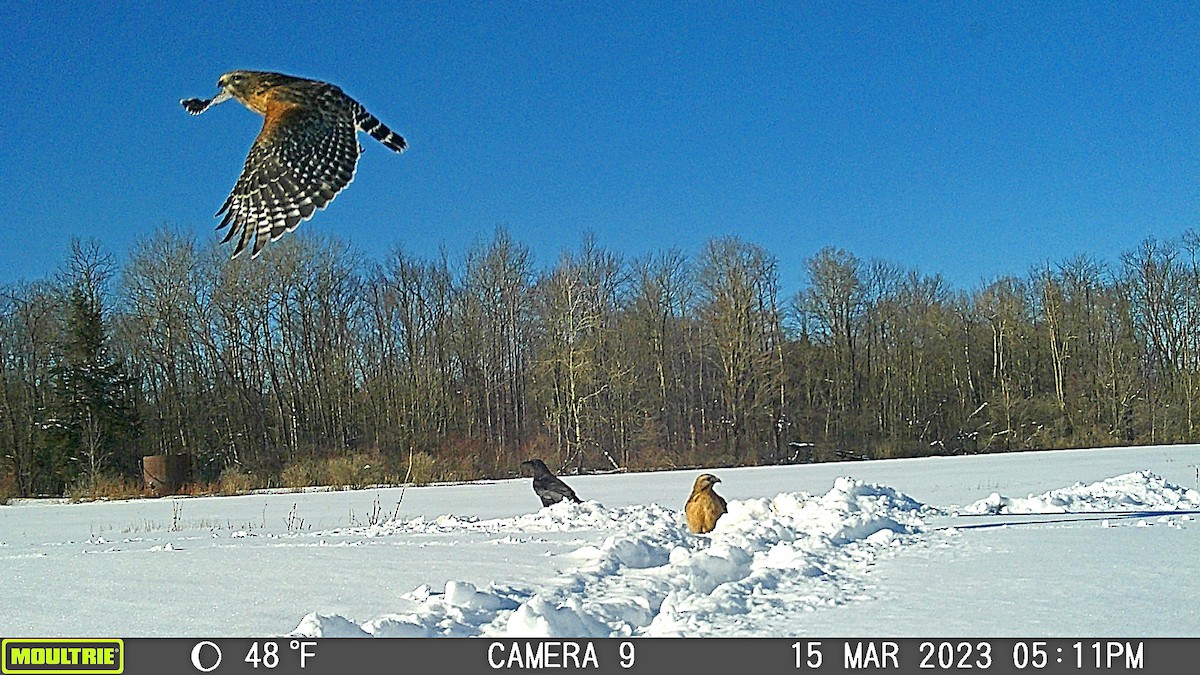 Red-shouldered Hawk - ML619667267