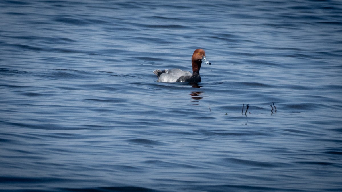 Redhead - Edward Lewis