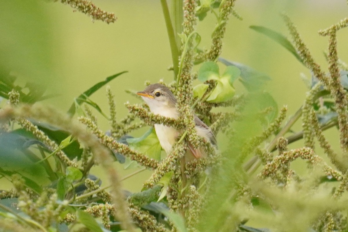 Plain Prinia - 吳 致謙