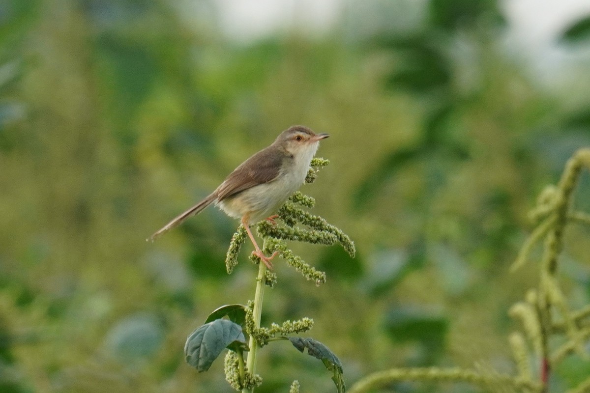 Plain Prinia - 吳 致謙