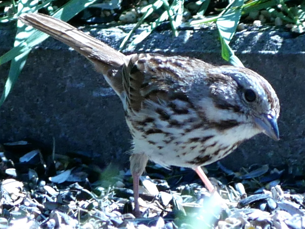 Song Sparrow - ML619667282