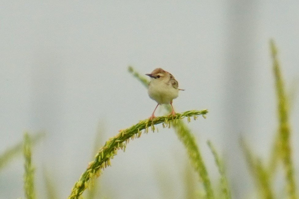 Zitting Cisticola - 吳 致謙