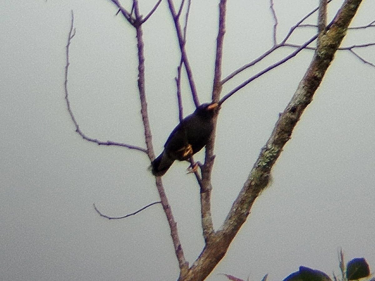 Javan Myna - Lars Mannzen