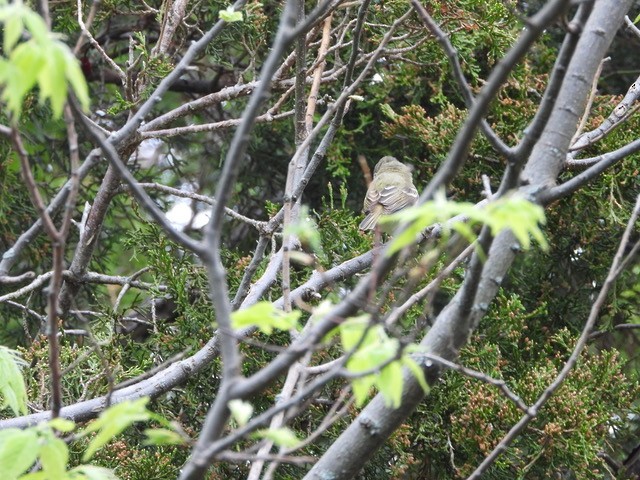 Bell's Vireo - Bob Curry