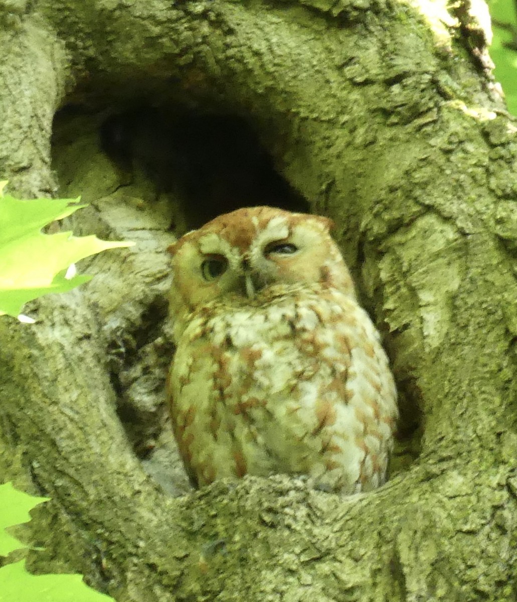 Eastern Screech-Owl - Marie Grenon