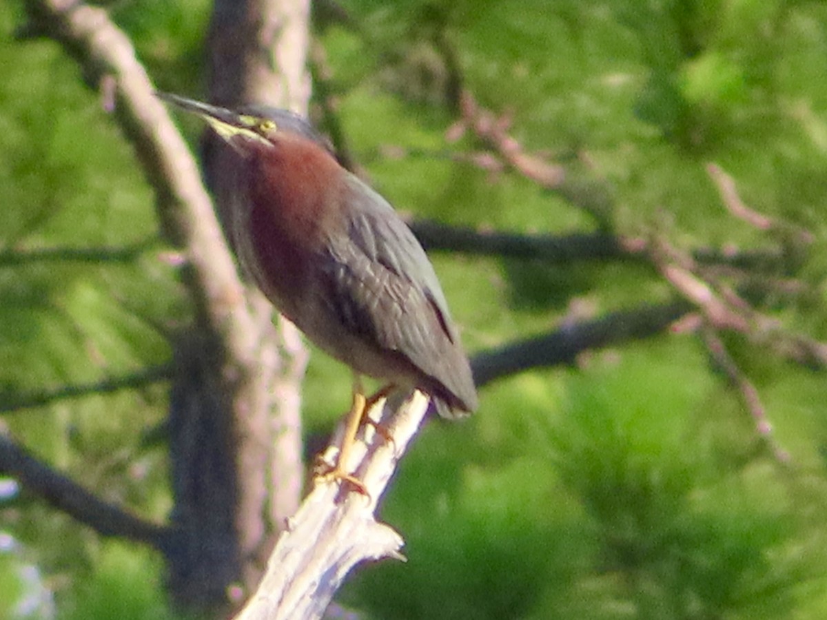 Green Heron - ML619667303