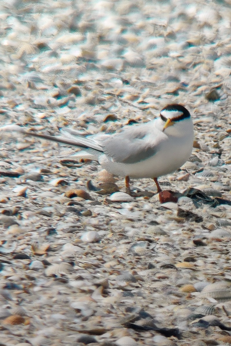 Little Tern - Simon Landes