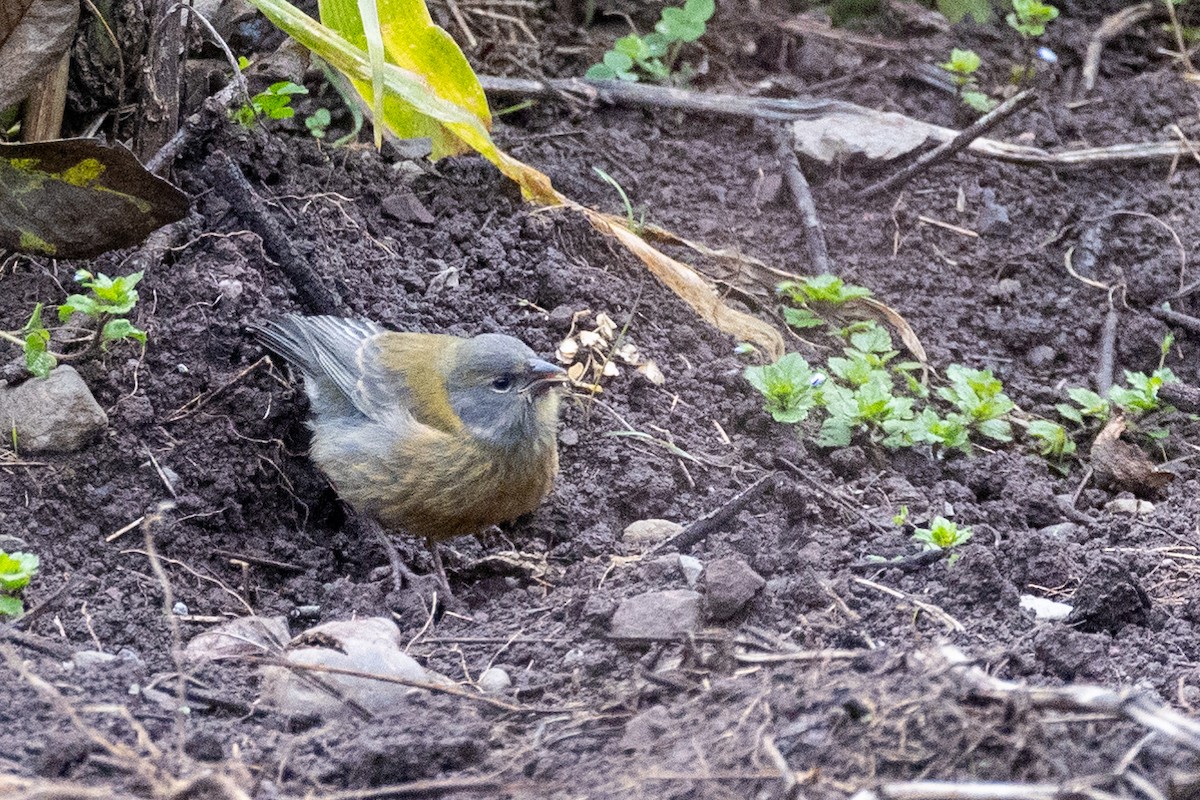 Peruvian Sierra Finch - Lutz Duerselen