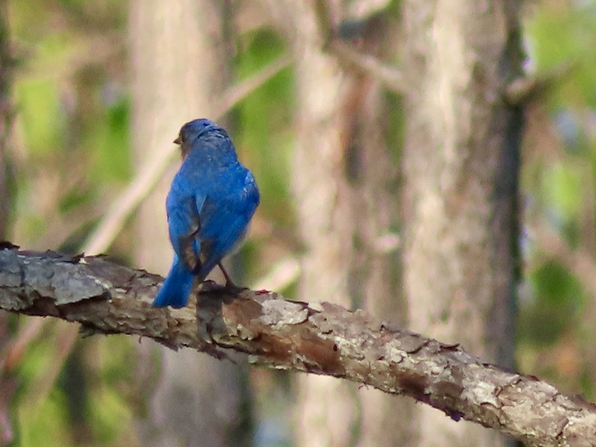 Eastern Bluebird - Stephanie Parker