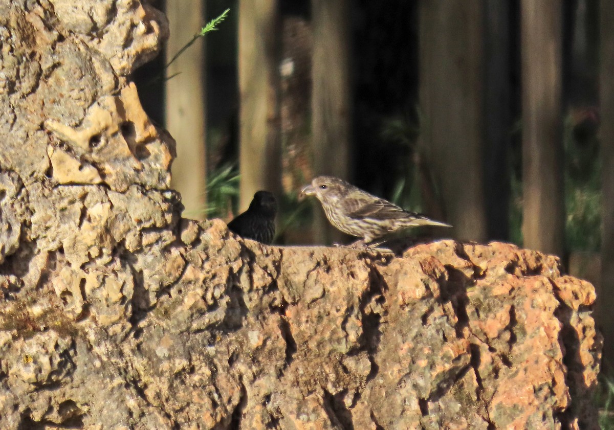 Red Crossbill - ML619667326