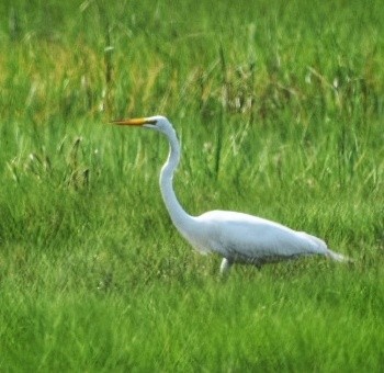 Great Egret - Emily Huang