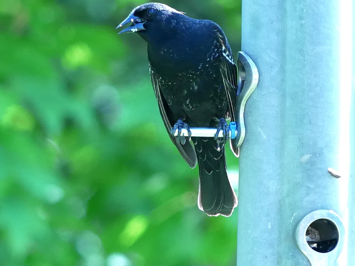 Red-winged Blackbird - Gérard  Viens