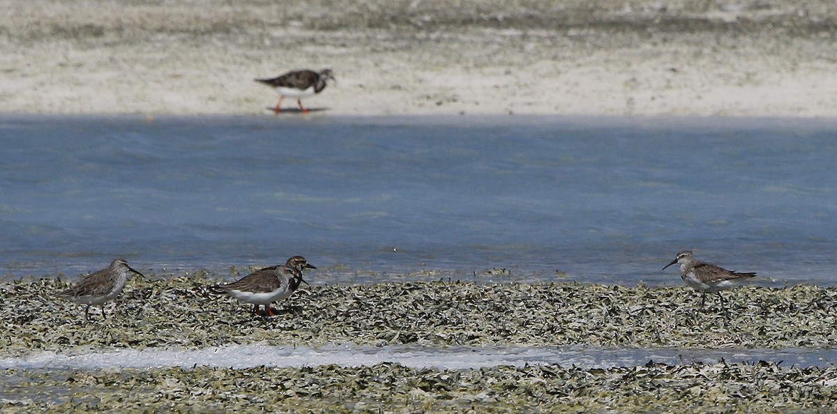 Curlew Sandpiper - ML619667357