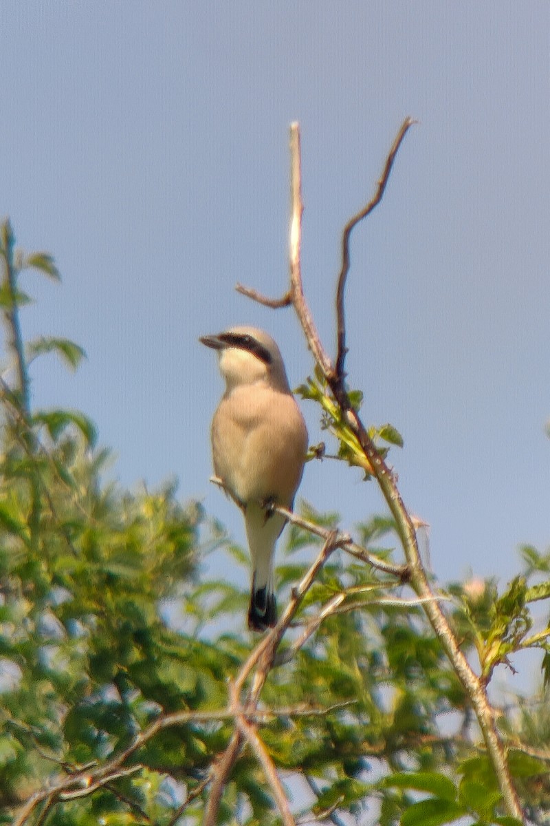 Red-backed Shrike - Simon Landes