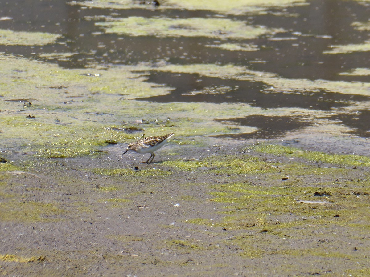 Least Sandpiper - M. Jordan