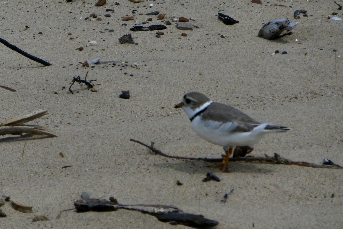 Piping Plover - Gail Evans