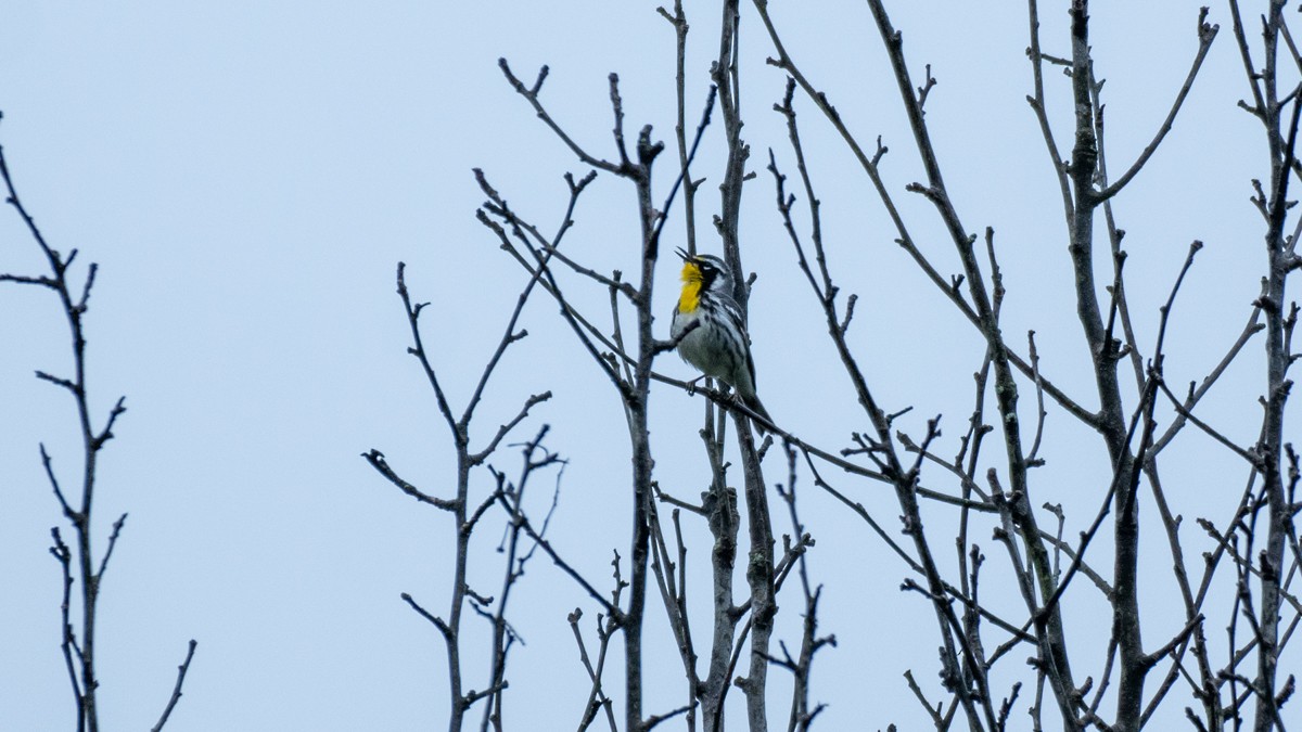 Yellow-throated Warbler - Edward Lewis