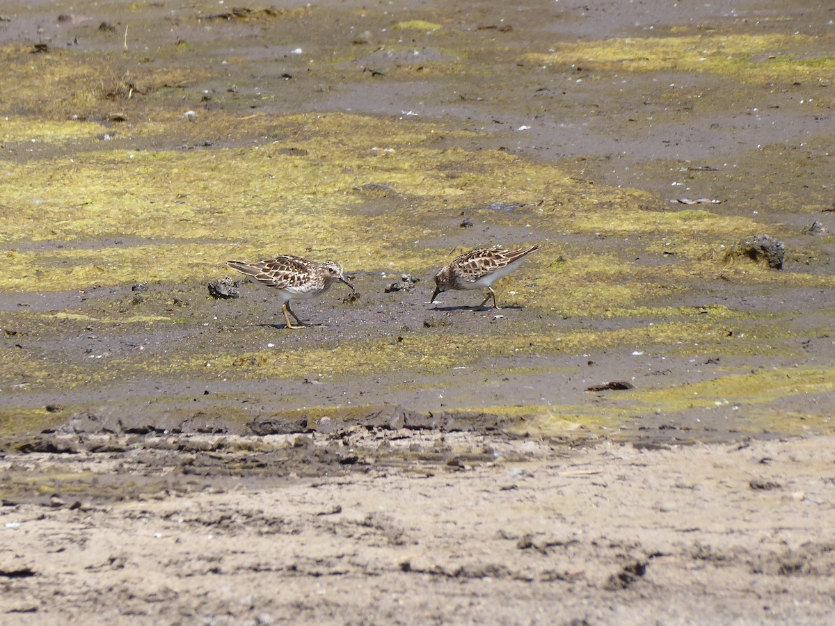 Least Sandpiper - M. Jordan