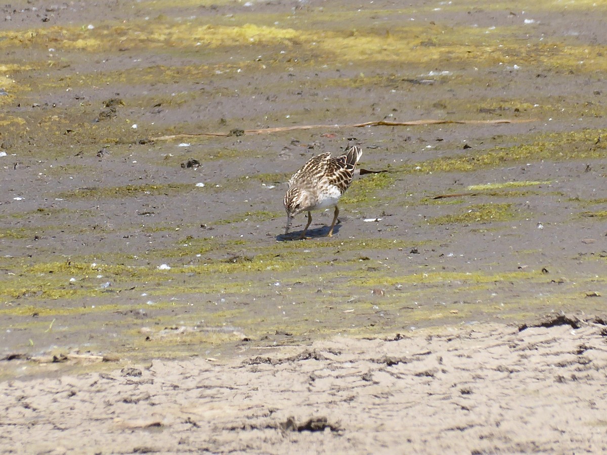 Least Sandpiper - M. Jordan