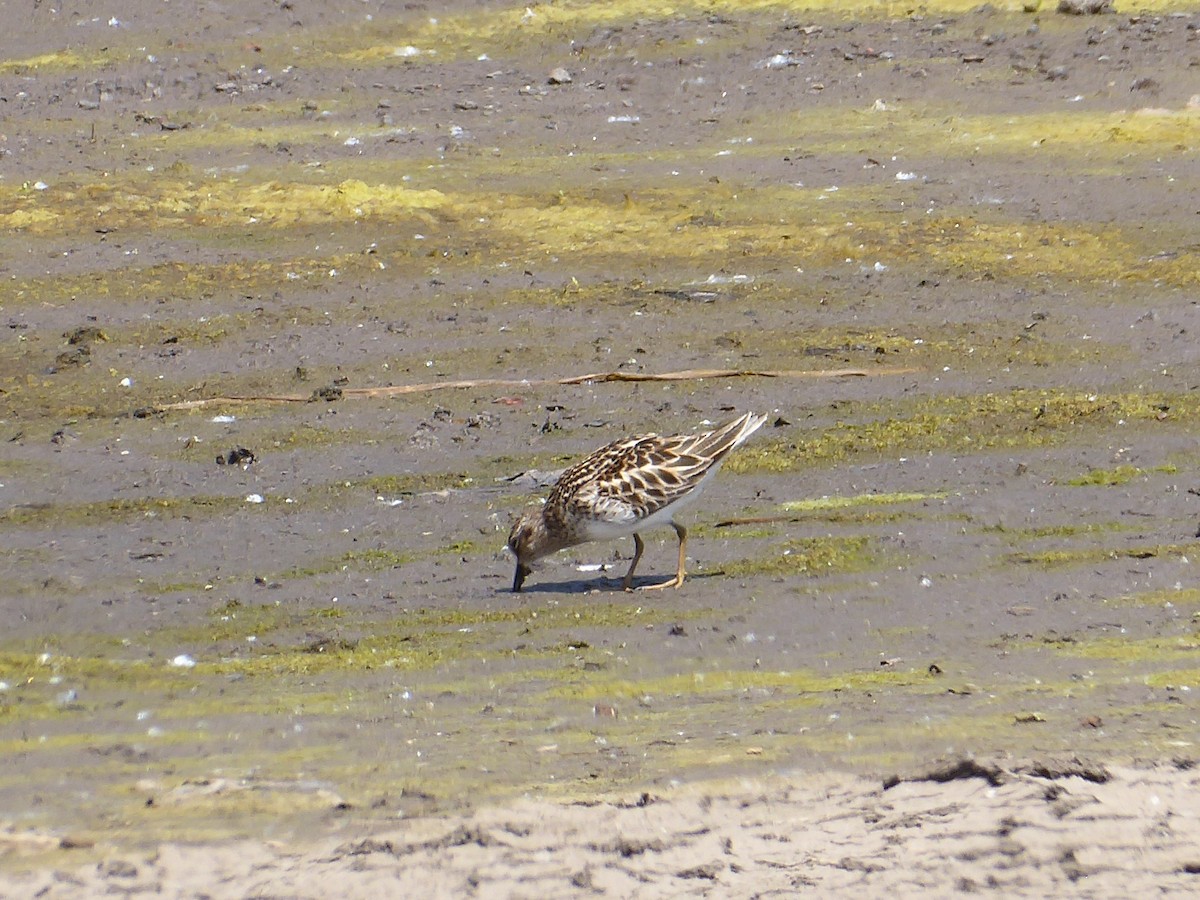 Least Sandpiper - M. Jordan