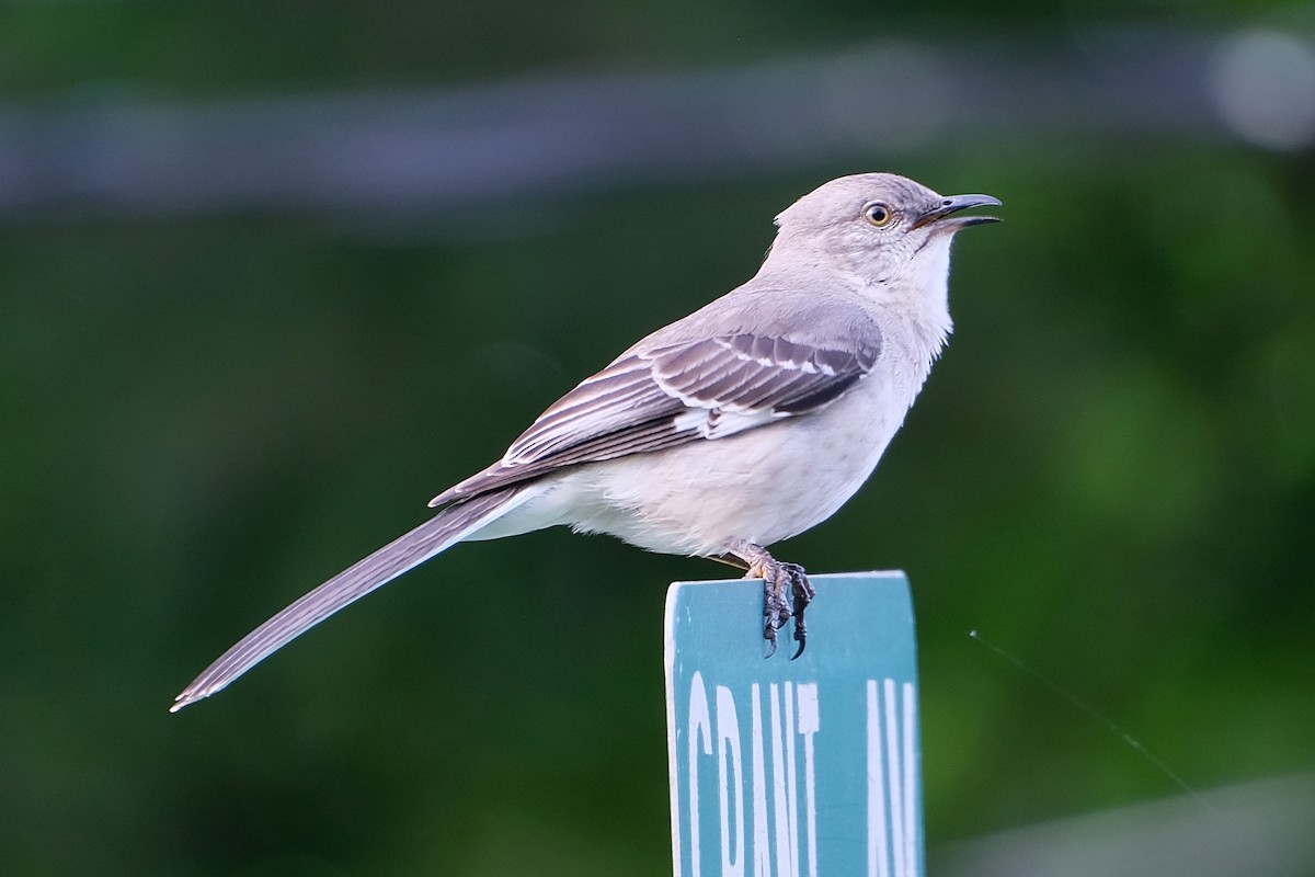 Northern Mockingbird - Anita Gould