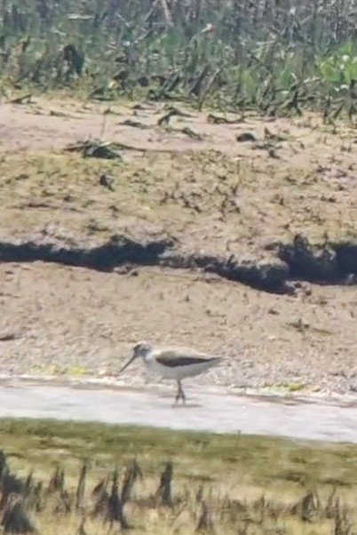 Common Greenshank - Simon Landes