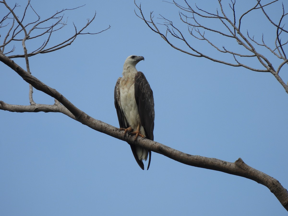 White-bellied Sea-Eagle - ML619667381