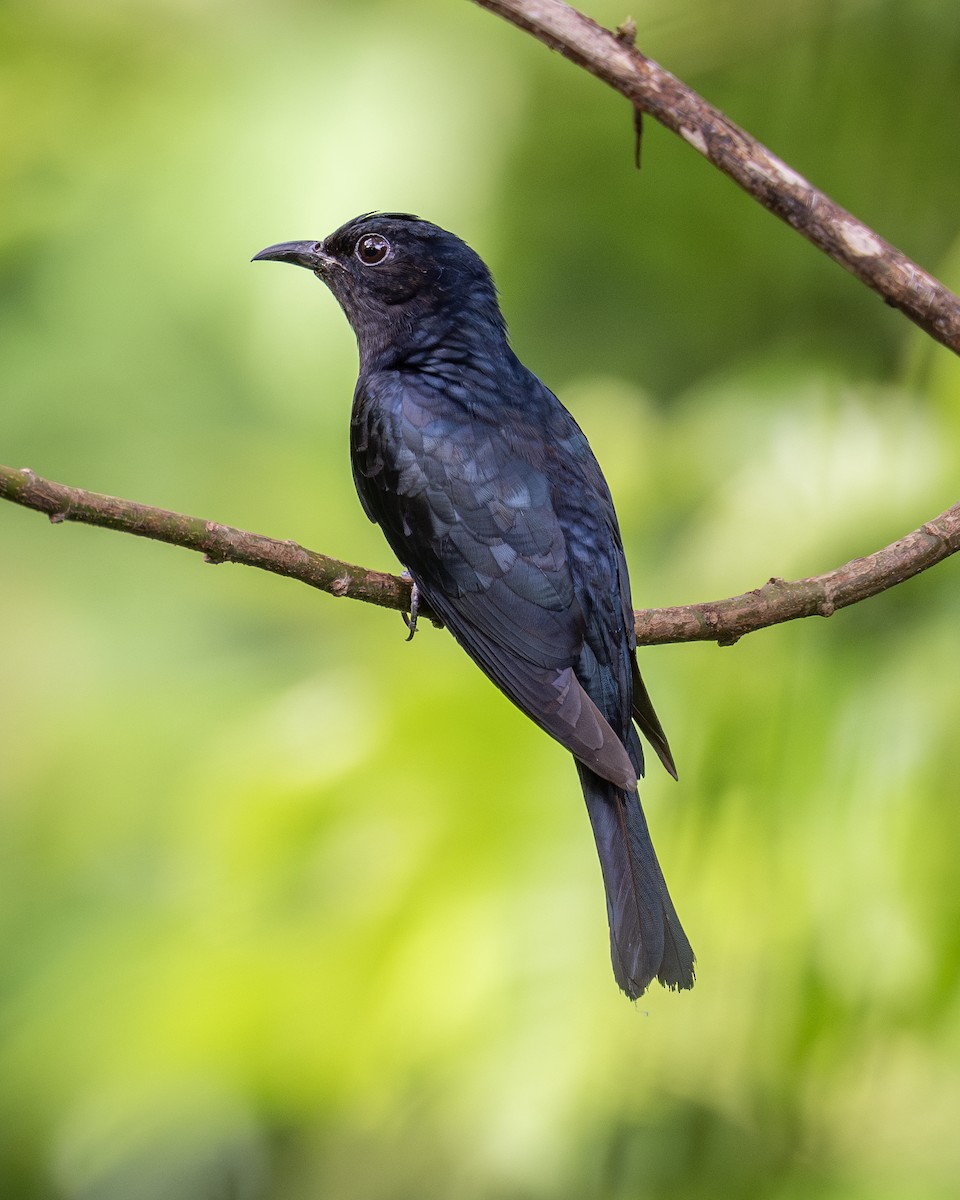 Square-tailed Drongo-Cuckoo - Yifei Zheng