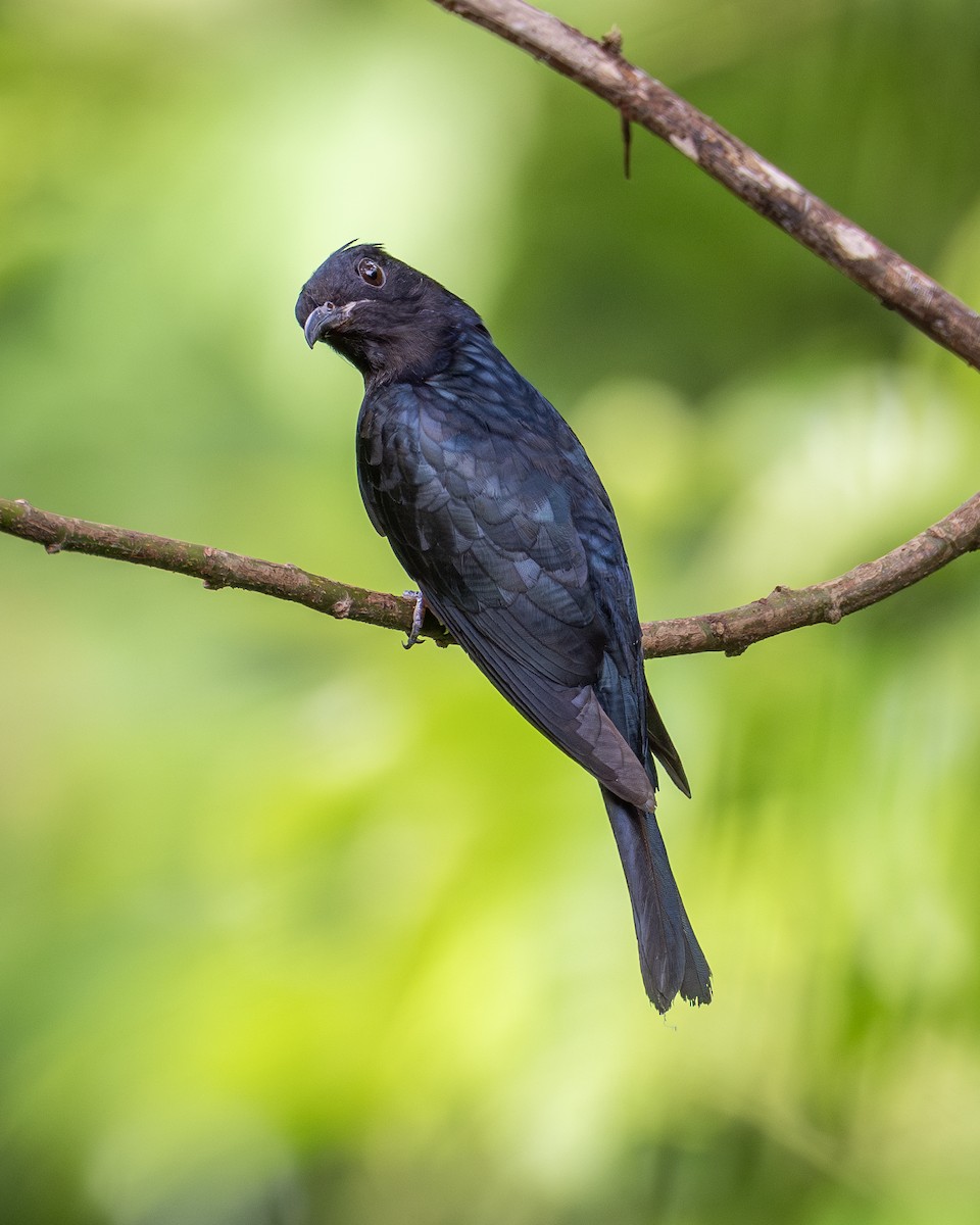 Square-tailed Drongo-Cuckoo - Yifei Zheng