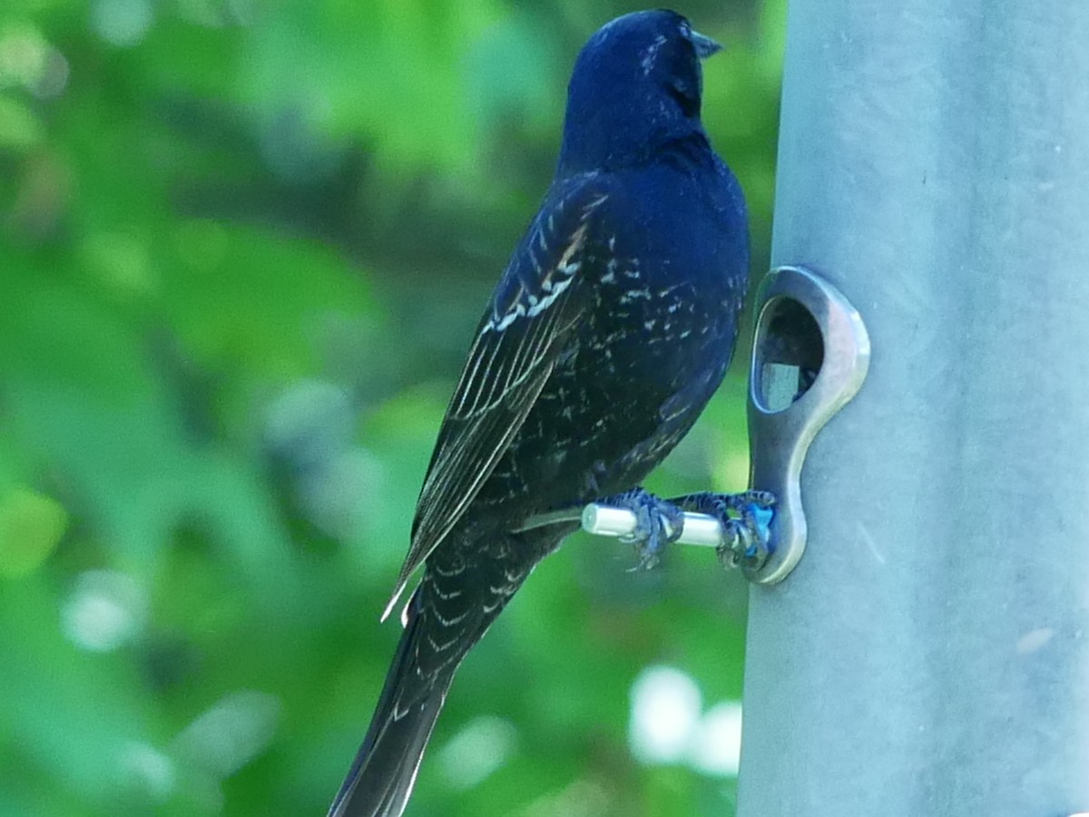 Red-winged Blackbird - Gérard  Viens