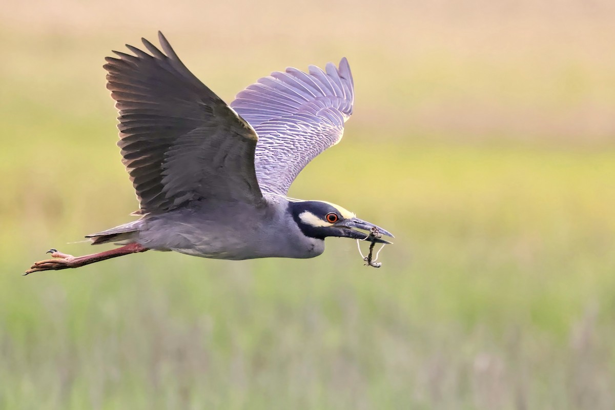 Yellow-crowned Night Heron - James Tornetta