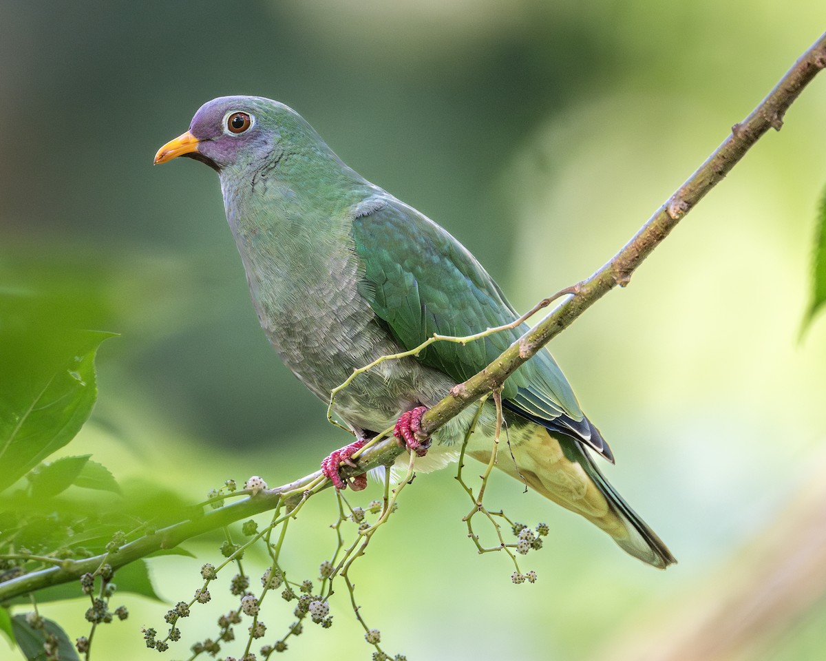 Jambu Fruit-Dove - ML619667412